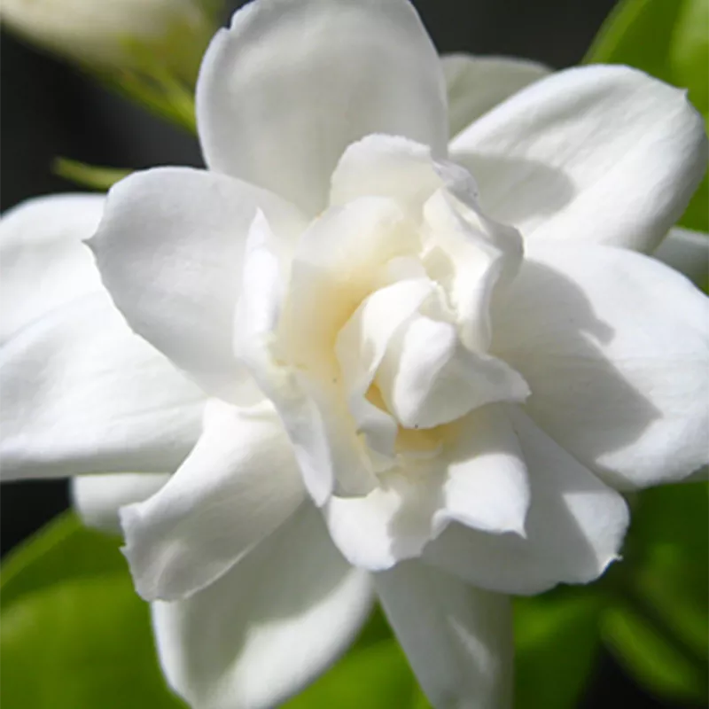 小花茉莉 - 图片 2