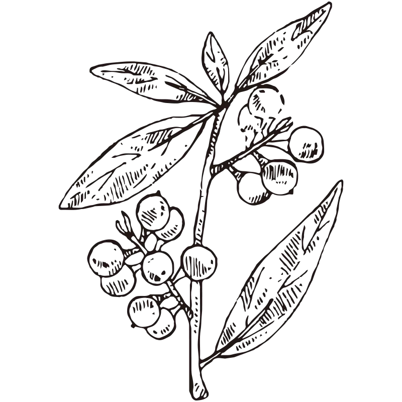 Litsea