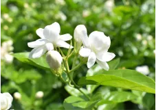 小花茉莉 / 中国广西