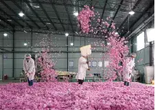 大马士革玫瑰 / 保加利亚