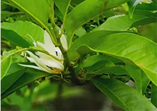 白兰花 / 中国