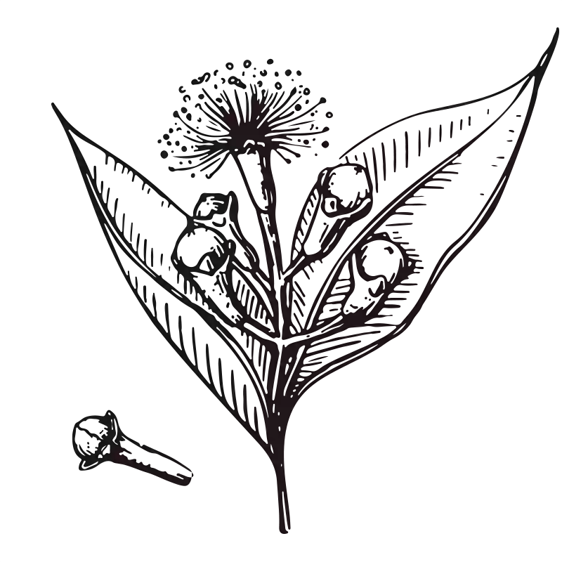 丁香花苞