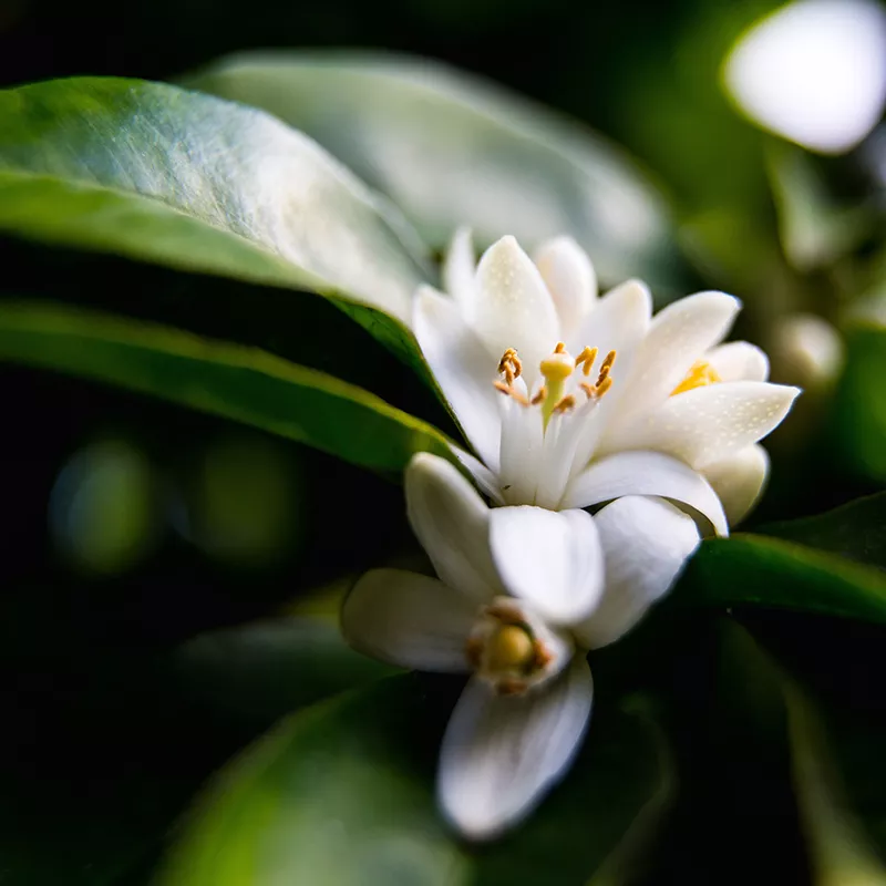橙花图片