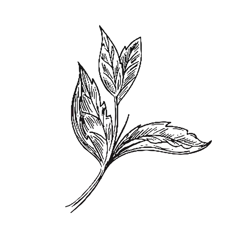 绿薄荷