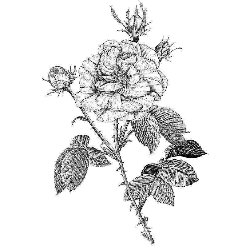 大马士革玫瑰