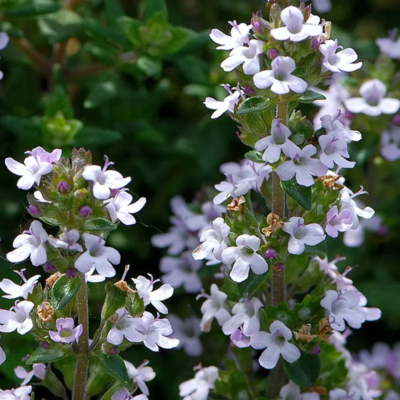 Thyme-imge