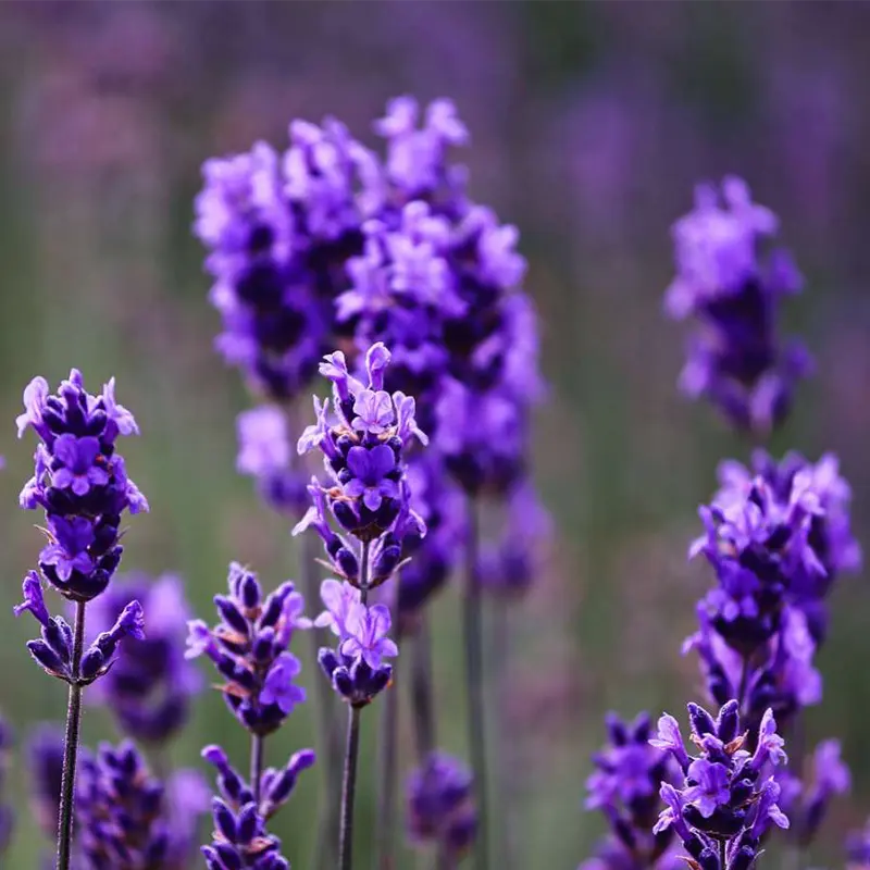 Spike Lavender-image
