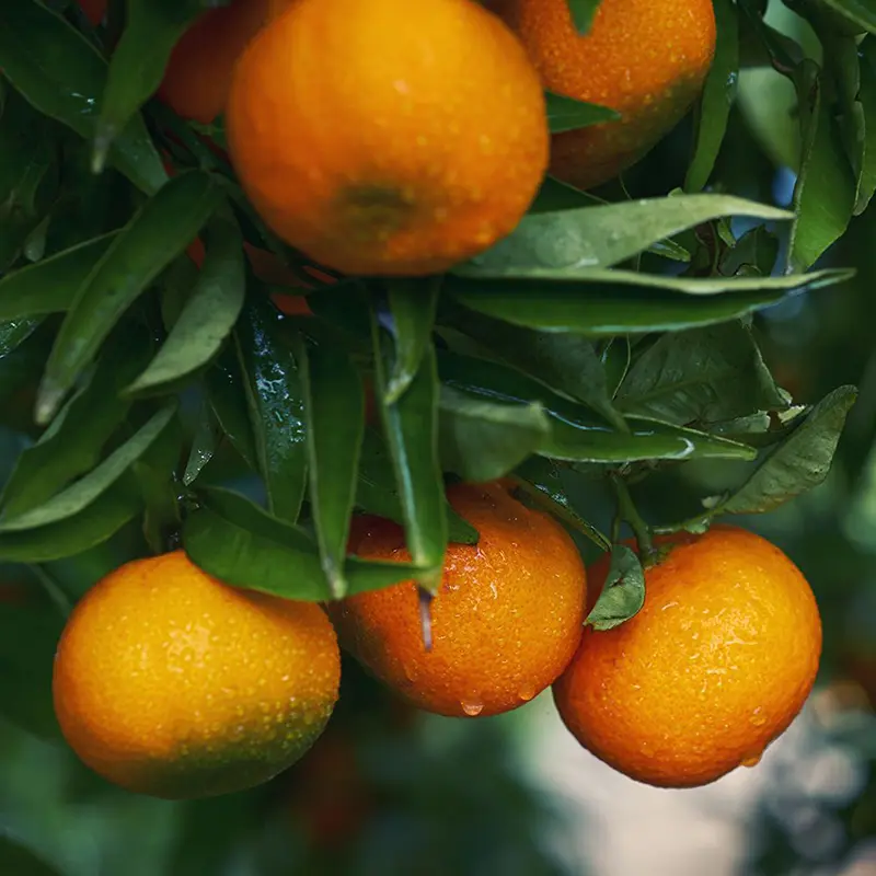Mandarin-image